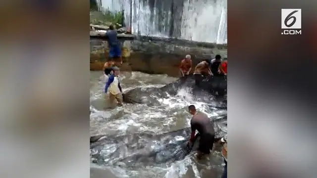 Heboh, ratusan ikan berukuran besar tiba-tiba tertangkap di jaring sepanjang 10 meter. Hasil tangkapan ditaksir mencapai 320 kg.