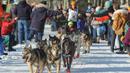 Rookie Victoria Hardwick dan gerombolan anjingnya mengikuti perlombaan kereta luncur anjing Trail Iditarod di Anchorage, 2 Maret 2019. Iditarod sudah menjadi tradisi di Alaska, sejak daerah ini belum menjadi negara bagian Amerika. (AP/Michael Dinneen)