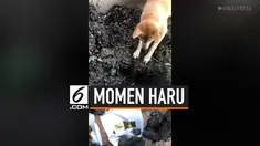 Seekor anjing mencoba menggali lahat rekannya yang mati. Ia seakan tak rela ditinggal untuk selamanya.