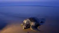 Seekor Penyu Hijau (Olive Ridley) tiba di Pantai Rushikulya, India, Kamis (16/2). Kedatangan ribuan penyu hijau ke Pantai Rushikulya untuk meletakkan telur-telur mereka. (AFP PHOTO / ASIT KUMAR)