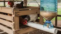 7 Model Tempat Pakan Ayam Otomatis dari Galon Bekas, Praktis dan Hemat Biaya