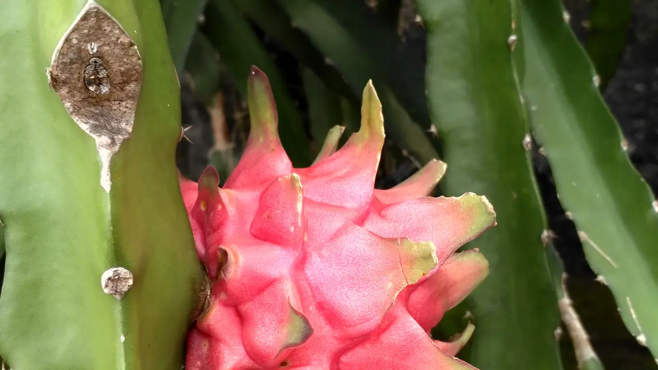 Buah naga (Foto: Benedikta Desideria)