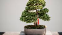 Ilustrasi tanaman bonsai. (Photo by Mark Tegethoff on Unsplash)