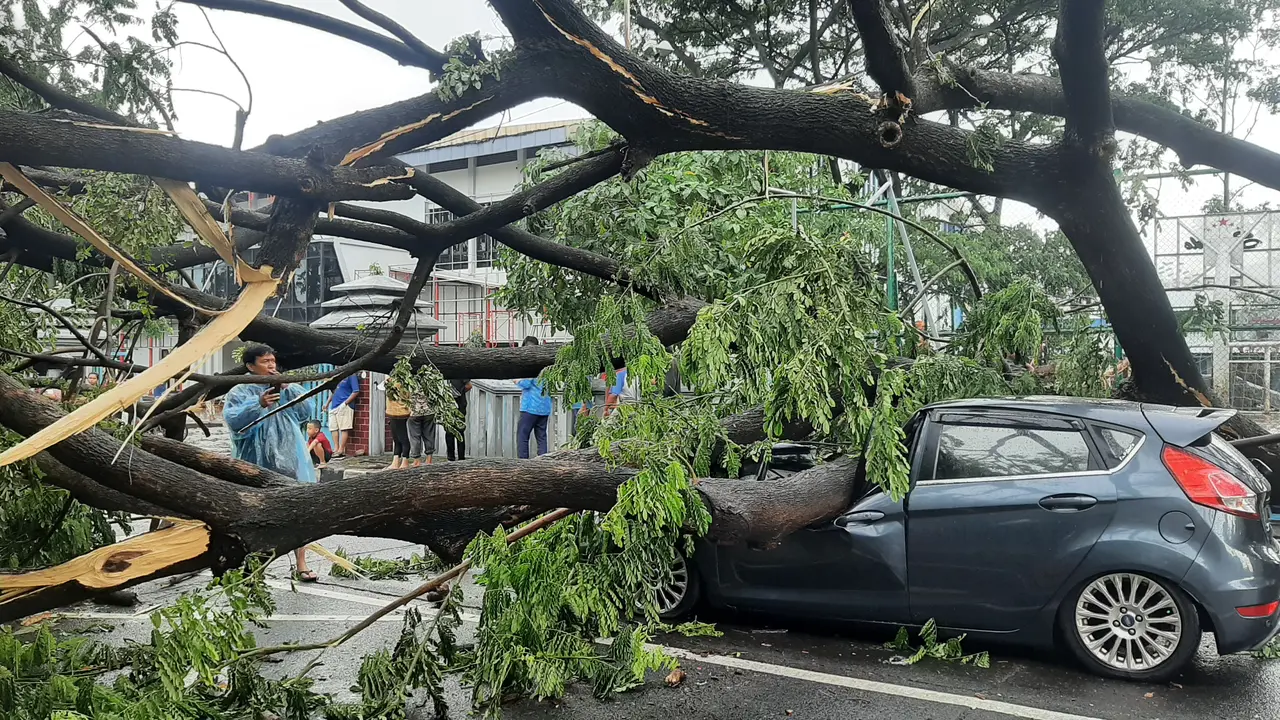 Hujan disertai angin kencang membuat pohon tumbang di Jalan A Damyati, Kota Tangerang. Pohon tumbang menimpa mobil, Kamis (23/12/2021).