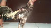 Gondol Puluhan Ayam di Kandang Japfa, Pria di Banyuwangi Dibekuk Polisi