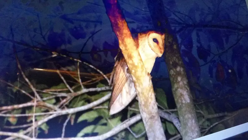 Burung hantu Tyto alba