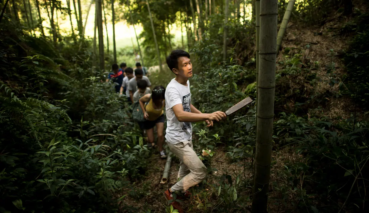 Seorang pegawai memilih bambu yang berisi alkohol di Hutan Yibin, China pada 30 Juli 2016. Metode minuman alkohol yang disimpan di dalam bambu tersebut juga dapat memberikan manfaat pengobatan. (AFP Photo/Fred Dufour)