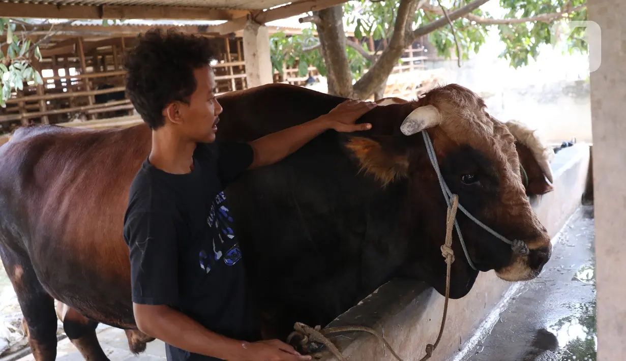 Peternak sapi melakukan perawatan sapi yang sudah dibeli Presiden Joko Widodo untuk kurban  Idul Adha di Ciledug, Tangerang, Banten, Selasa (28/7/2020). Sapi yang dipesan Jokowi sudah berusia lebih dari 2 tahun. Jokowi memesan sapi kurban di tempat ini sejak 2017. (Liputan6.com/Angga Yuniar)