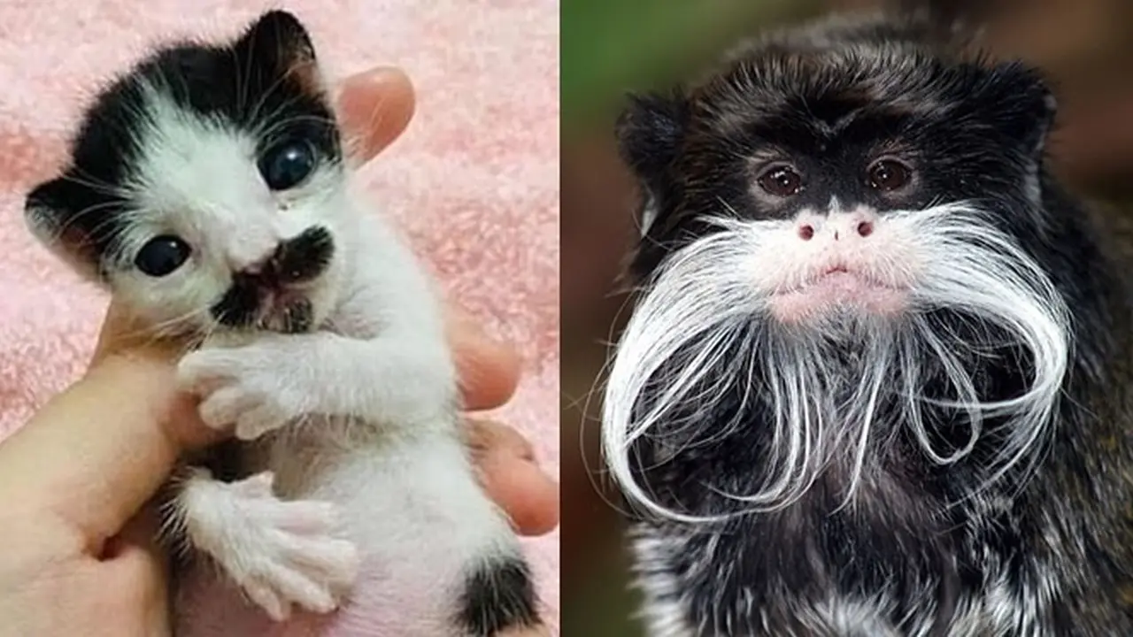 6 Potret Hewan Punya Kumis Tebal Ini Tampak Unik, Curi Perhatian