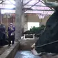 Ratusan ternak sapi di Kota Malang dan Kota Batu terjangkit penyakit mulut dan kuku (PMK). Para peternak diimbau&nbsp;menjaga kesehatan hewan ternaknya dan kebersihan kandang agar wabah tak meluas (Liputan6.com/Zainul Arifin)