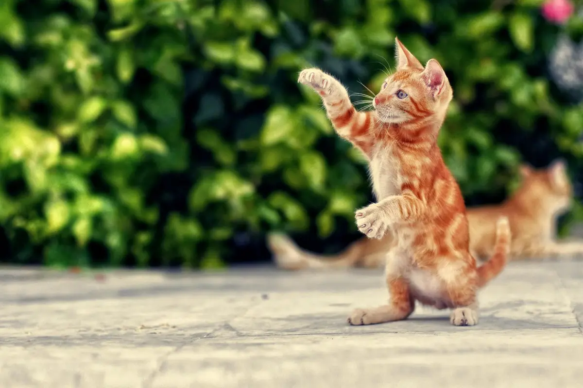 Bukti Kalau Kucing Mengalami Perkembangan yang Sama dengan Orang