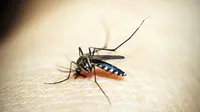 Air yang menjadi santapan nyamuk jantan di musim kemarau menjadi berkurang. Akibat kurangnya air, nyamuk jantan ikut mencari darah.