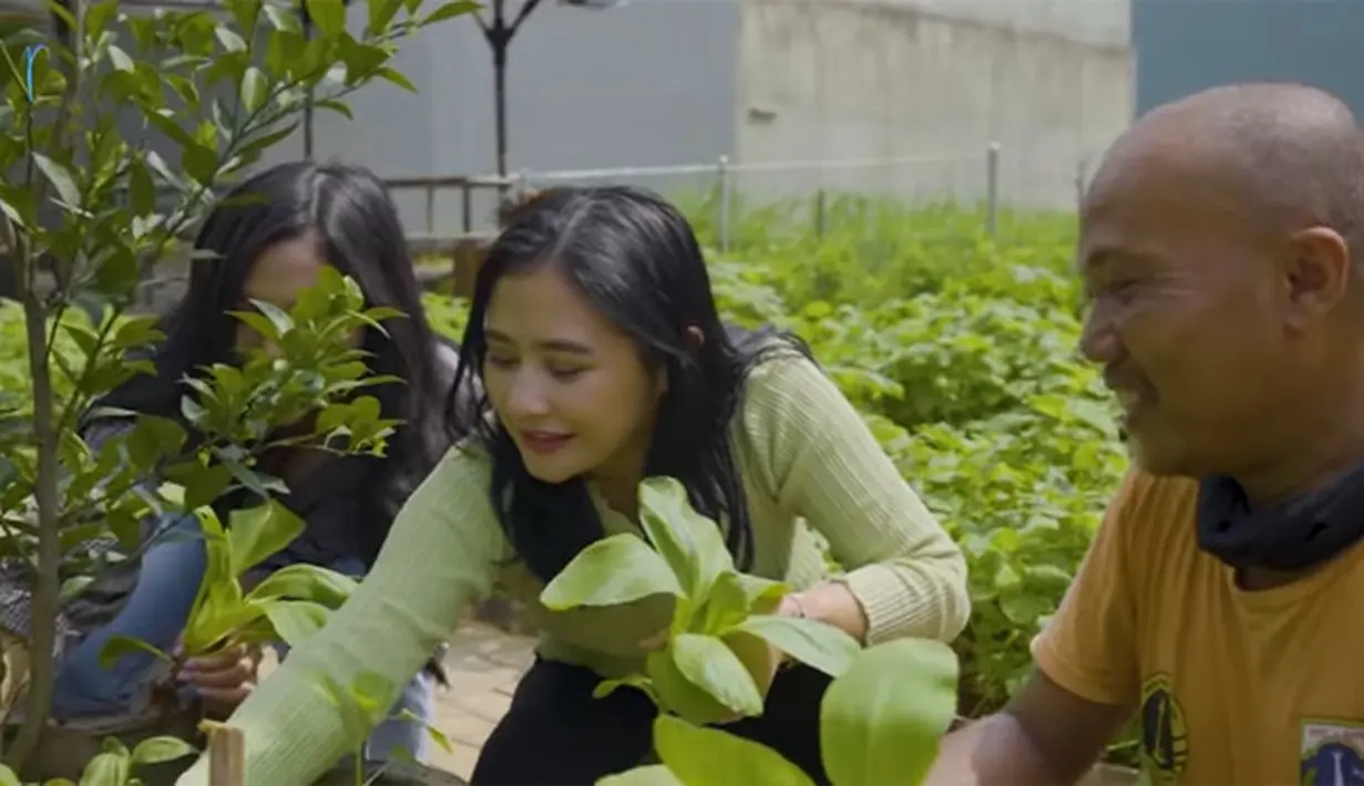 Kebun sayur Prilly Latuconsina (Youtube/ Prilly Latuconsina)