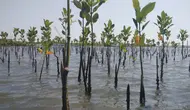 Penanaman 1.000 Mangrove untuk Cegah Abrasi di Pesisir Semarang