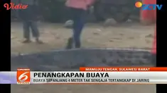 Setelah heboh dengan ular piton, warga Mamuju kini tengah geger dengan penemuan buaya sepanjang empat meter.