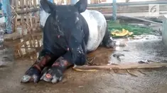 Seekor Tapir Sumatera, keluar hutan ke permukiman warga, di kota Pinang, kabupaten Labuhanbatu Selatan, Sumatera Utara, Senin pagi.