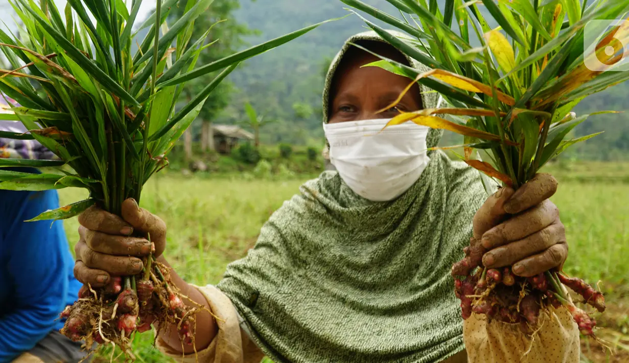 Petani binaan YDBA menunjukkan hasil panen jahe merah di Desa Hariang, Lebak, Banten (20/20/2021). Panen yang berkolaborasi dengan PT Bintang Toedjoe berperan memberikan pelatihan teknis, standar quality, cost & delivery (QCD) dan kesempatan petani untuk memasok jahe merah. (Liputan6.com/HO/YDBA)