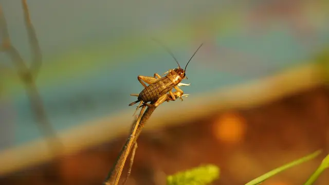 Cricket