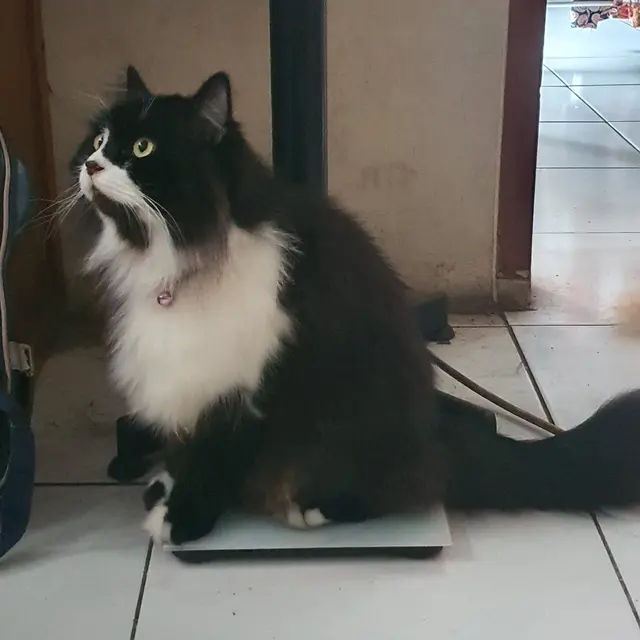 6 Potret Kucing Timbang Berat Badan Ini Kocak, BB Naik karena Banyak Makan