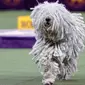 Anjing komondor bersaing dalam Westminster Kennel Club Dog Show ke-144 di New York, Amerika Serikat, Selasa (11/2/2020). Westminster Kennel Club Dog Show ke-144 berlangsung pada tanggal 8 hingga 11 Februari 2020. (AP Photo/John Minchillo)