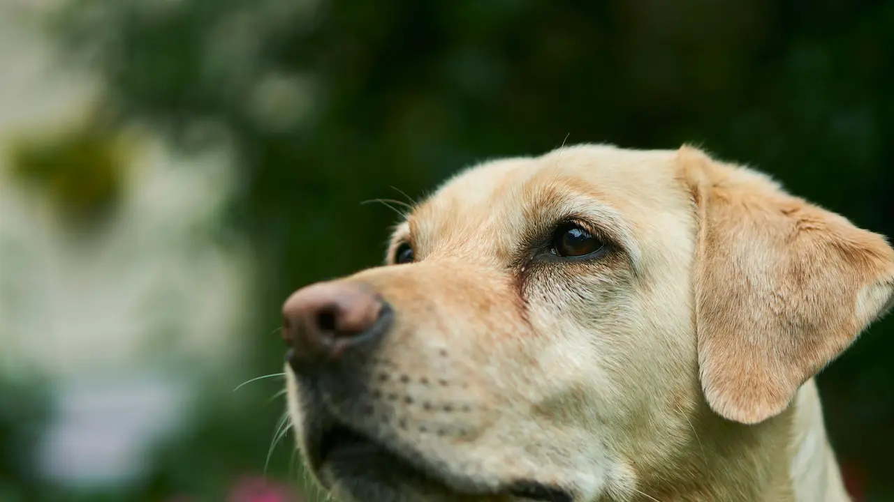Anjing Bawa Pulang Bom