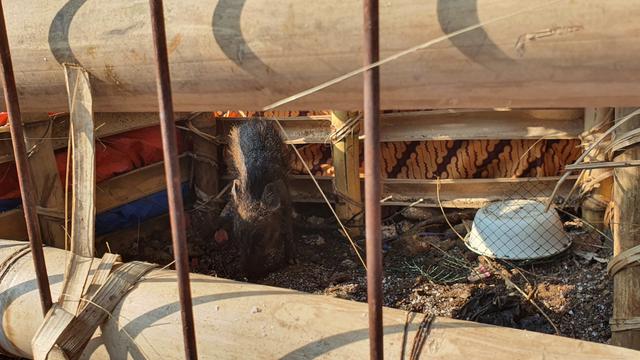 Khawatir Menghilang, Babi Ngepet di Depok Dipotong - News ...