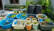 10 Ikan Konsumsi yang Cocok Jadi Usaha Sampingan dari Rumah, Peluang Cuan dari Pekarangan Sempit