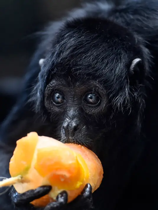 Monyet laba-laba (Ateles fusciceps) menjilat es krim buah di Kebun Binatang Santa Fe di Medellin, Kolombia pada 25 Januari 2020. Para penjaga kebun binatang memberikan es krim khusus pada hewan karena hamparan cuaca yang cukup panas di kota tersebut. (Photo by Joaquin SARMIENTO / AFP)