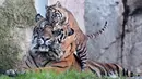 Kala sedang bermain dengan ayahnya, Kasih di Kebun Binatang Bioparco (Biopark Zoo), di Roma pada 7 Maret 2024. (Tiziana FABI/AFP)