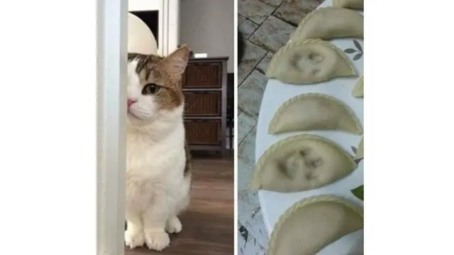 7 Potret Tingkah Laku Kucing Ini Bikin Geleng Kepala