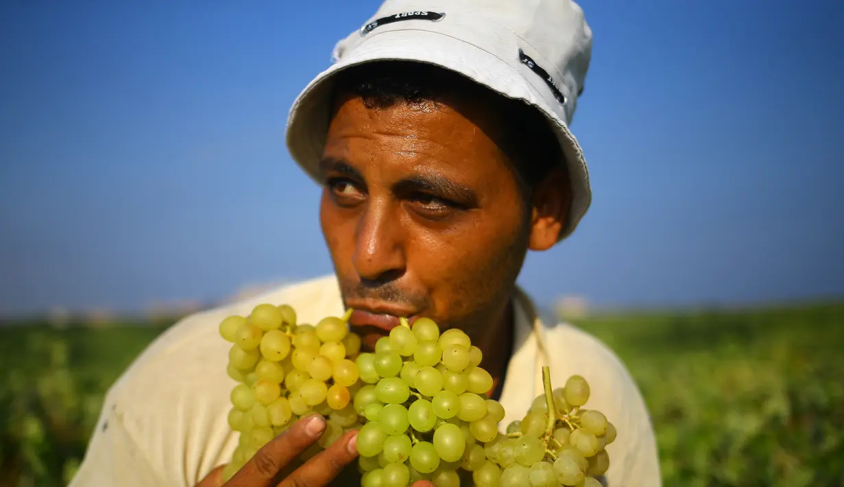 Seorang petani Palestina membawa buah anggur selama musim panen di sebuah kebun anggur di Kota Gaza (19/7). Menurut Departemen Pertanian Gaza memproduksi sekitar 8115 ton anggur setiap tahunnya. (AFP Photo/Mohammed Abed)