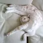 10 Tingkah Kucing Dengan Tubuh Lentur Bak Master Yoga. Sumber: Imgur