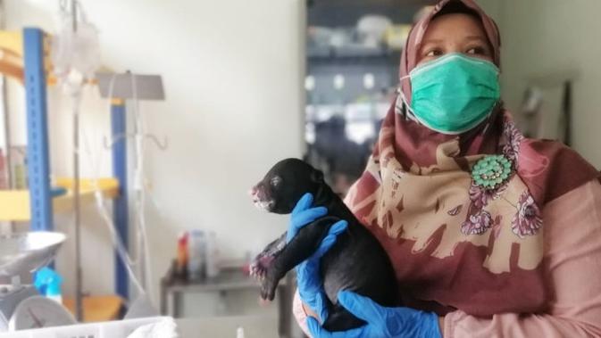 Dokter klinik satwa BBKSDA Riau bersama anak beruang yang terpisah dari induknya. (Liputan6.com/BBKSDA Riau/M Syukur)