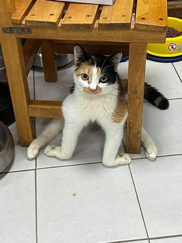 10 Potret Lucu Pose Kucing saat Duduk Ini Bikin Gemas
