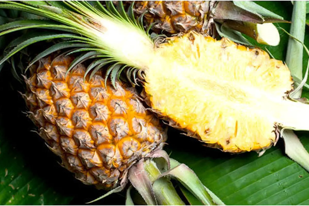 Courtesy ShutterStock.com