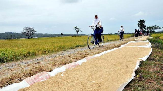 Batan Banyak Hasilkan Benih Unggul Bermutu News Liputan6 Com
