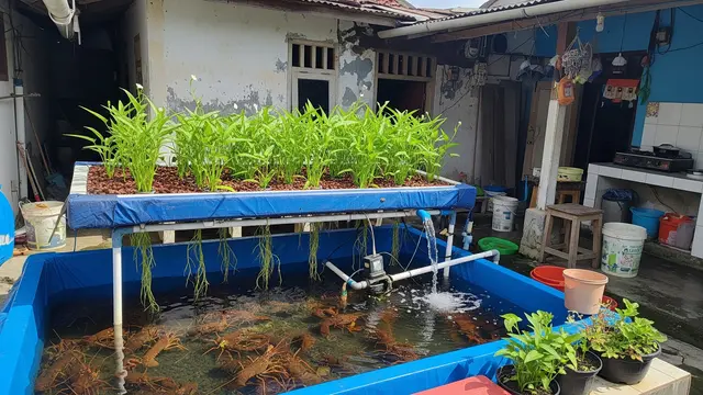 Budidaya Lobster Air Tawar dan Kangkung Air dalam Kolam Terpal Sederhana