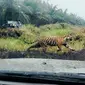 Harimau Sumatera yang memasuki perkebunan sawit berusaha lari dari kejaran petugas BBKSDA Riau. (Liputan6.com/M Syukur)