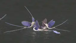 Tiga ekor lalat capung ekor panjang (Palingenia longicauda) ketika kawin massal di atas permukaan Sungai Tisza dekat Tiszainoka, Hungaria, Kamis (18/6). Fenomena ini hanya terjadi setiap tahun sekali di Sungai Tisza di Hungaria. (REUTERS/Bernadett Szabo)