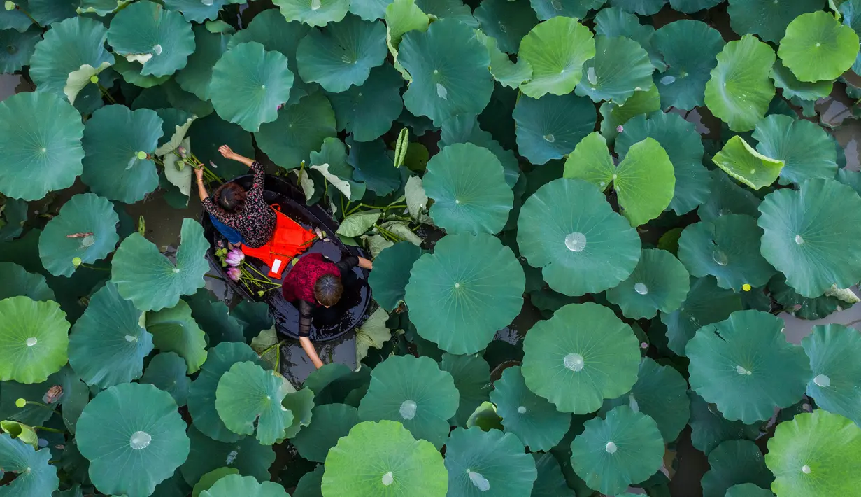 Foto dari udara menunjukkan warga desa mendayung ember untuk memanen bunga dan biji lotus di Desa Quanxin, Kota Huzhou, Provinsi Zhejiang, China, Selasa (23/6/2020). Ember purun tikus merupakan alat kerja tradisional yang dimiliki setiap rumah tangga di kota-kota perairan di China. (Xinhua/Xu Yu)