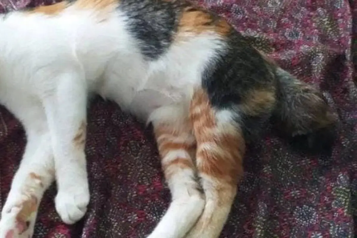 Seekor kucing yang terjebak di dalam sumur berhasil dievakuasi Petugas Damkarmat Lampung Selatan. Foto (Humas Damkarmat)