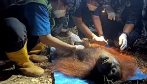 Orangutan Ditemukan Terbaring Lemas di Area Kebakaran Hutan Kalimantan