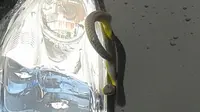 Seekor ular tikus (rat snake) ditemukan di bonnet sebuah mobil Nissan yang diimpor langsung dari Jepang.