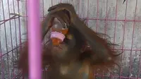 Bayi orangutan yang dikurung di kandang sempit itu semestinya masih menempel dan menyusu pada induknya.. (Liputan6.com/Raden AMP)