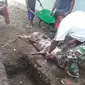 Foto: Warga menguburkan ternak babi yang mati terkena virus ASF dan hog cholera (Liputan6.com/Dion)