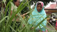 Warga Desa Lupoyo di Gorontalo menanam Serai untuk menghalau nyamuk DBD (Liputan6.com / Andri Arnold)