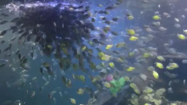 Piranha