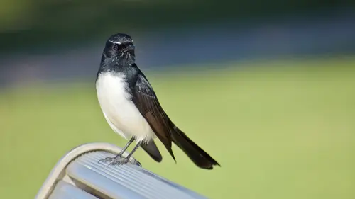 7 Arti Mitos Burung Sriti Masuk Rumah, Menandakan Adanya Musibah - Ragam Bola.com