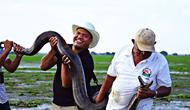 Anaconda Hijau (Eunectes murinus) sebagai salah satu ular terbesar di dunia (Wikimedia Commons)