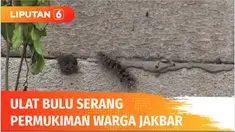 Serbuan ulat bulu dari lahan kosong ke pemukiman juga membuat resah warga Duri Kosambi, Cengkareng, Jakarta Barat. Serbuan ulat bulu sejak 5 hari terakhir langsung dibasmi petugas pemadam kebakaran.